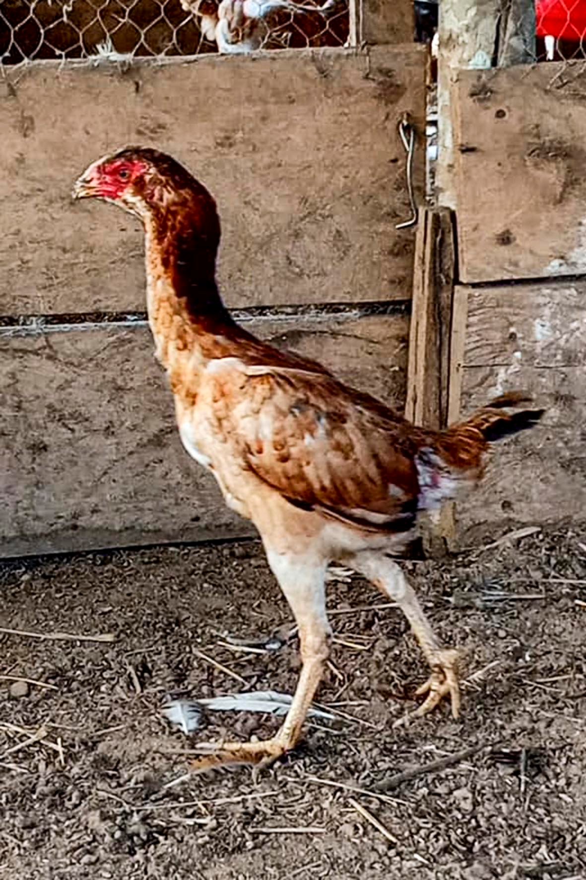 WhatsApp Image 2025-04-03 at 7.35.06 PM copia.jpg